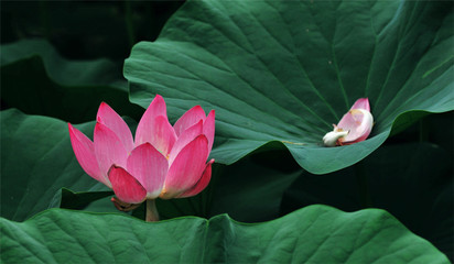 荷花性格