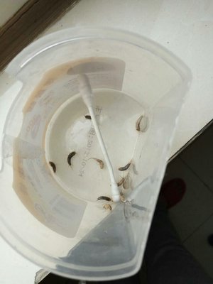 蟑螂用开水烫能死吗