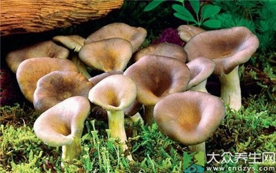 怎么样种蘑菇