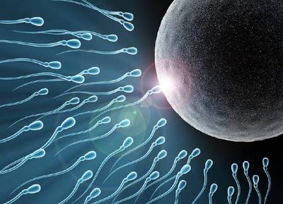 人一天能生产多少精子