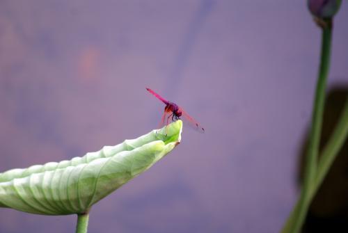 蜻蜓寓意