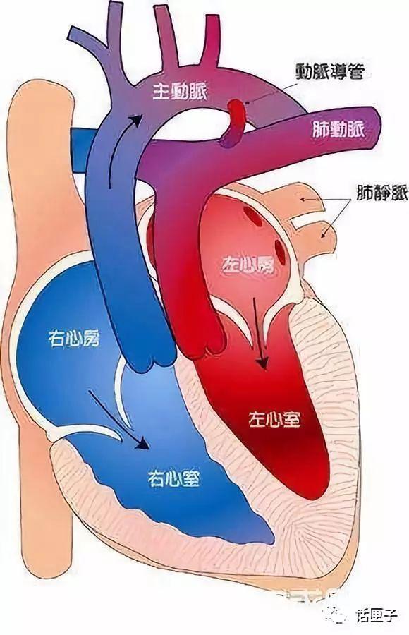 孕妇结构图