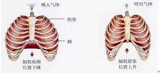 吸气肚子痛