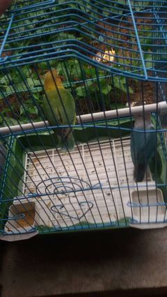 普兰黑头鹦鹉能长多少斤
