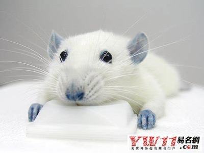 周公解梦孕妇梦见老鼠