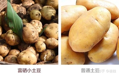 哪里的土豆最好吃