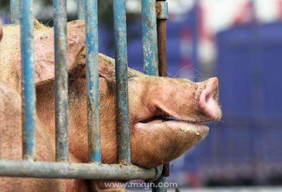 孕妇梦见死猪是什么意思