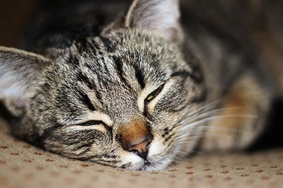 梦见猫咬别人