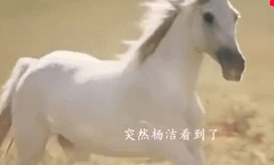 白龙马怎么样