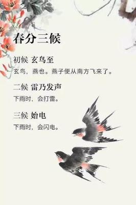 一个高一个鸟怎么读