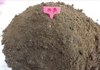 做梦梦到牛粪