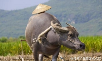 自告奋勇的生肖