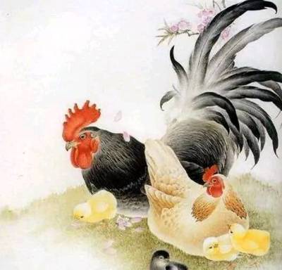 生肖鸡男