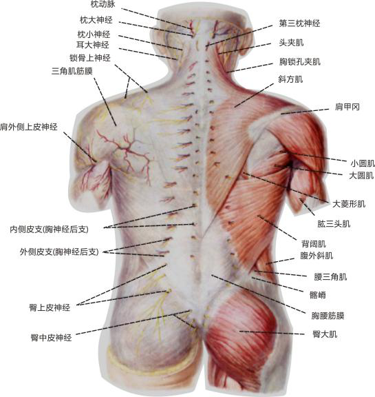 锁骨部位疼是怎么回事