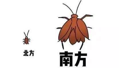 北方蟑螂和南方蟑螂为什么差距这么大呀(美洲大蠊与德国小蠊的对比)