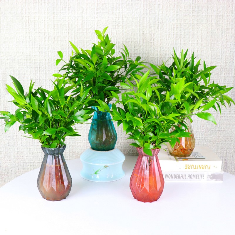室内绿植品种