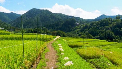 美丽的田野怎么写结尾