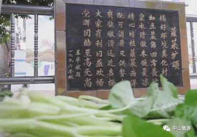 怀孕能吃通心菜吗