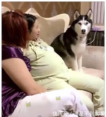 孕妇可以接触宠物吗