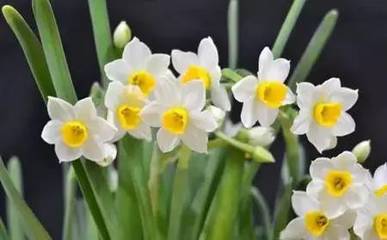 水仙花指什么生肖