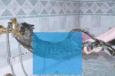 周公解梦梦见给猫洗澡