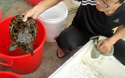 孕妇梦见吃甲鱼