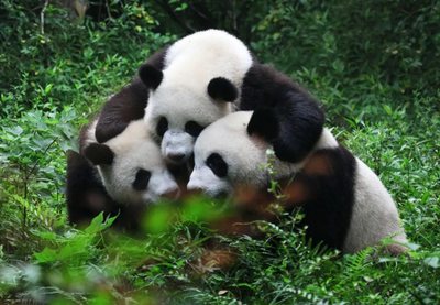 大熊猫有哪些生活特点