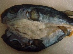 孕妇能不能吃河豚