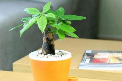 属鼠养什么植物旺财