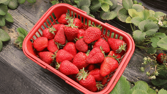 怎么摘草莓