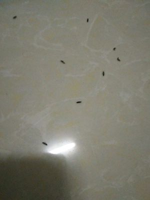 家里总有虫子怎么回事
