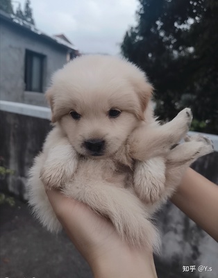 金毛犬和萨摩耶哪个聪明,萨摩耶爸爸金毛妈妈生出来是什么