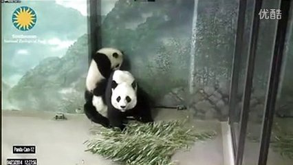孕妇梦见傻子是胎梦吗