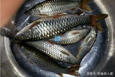 粗鳞鱼的做法大全家常