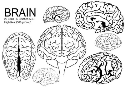 大脑结构简笔线条PS笔刷预设打包下载