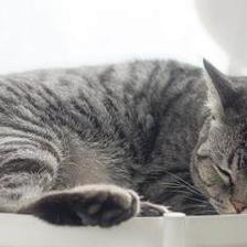 猫咪吉利又好听的名字