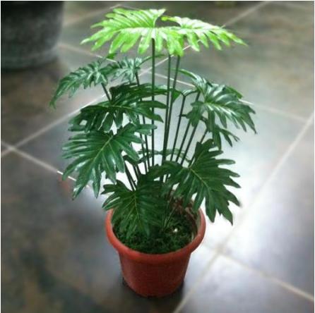 耐阴的室内植物有哪些