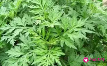 怀孕初期可以吃艾草吗