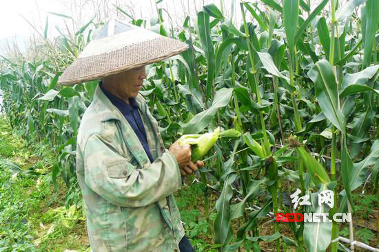 玉米的种植与采摘