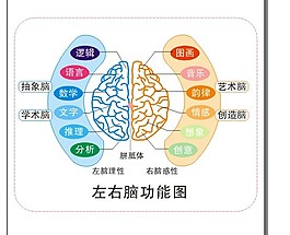 左右脑测试图 为什么升学