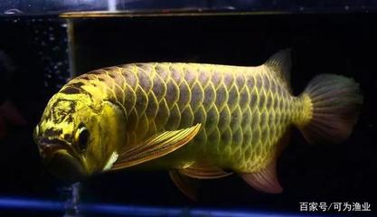 红龙鱼幼龙为什么发金色的光（红龙鱼幼龙为什么发金色的光呢） 印尼红龙鱼