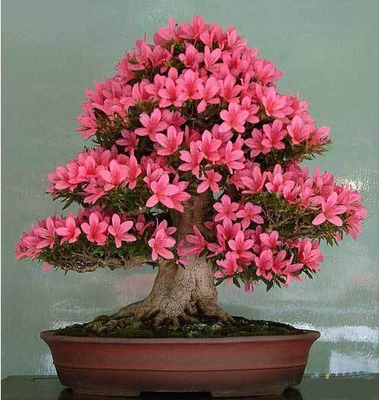 杜鹃花能放卧室吗