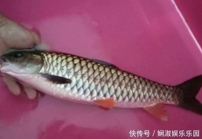 粗鳞鱼的做法大全家常