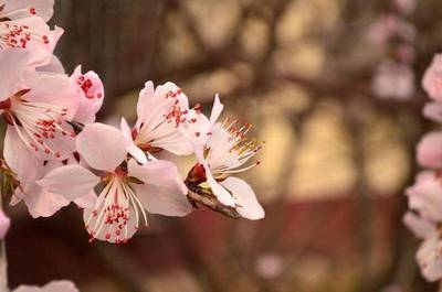 八字怎么看桃花