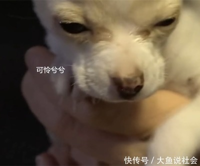 小白狗取名
