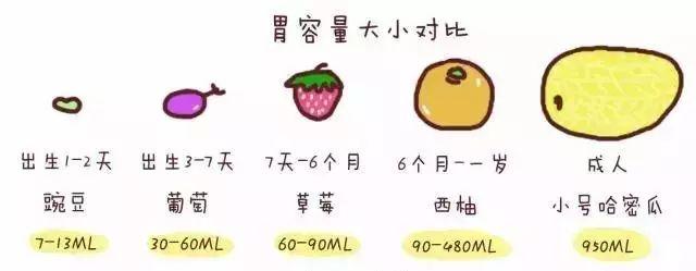 六个月的宝宝胃有多大