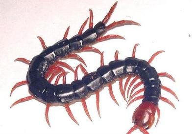蜈蚣是什么生肖