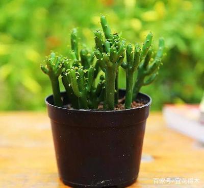 多肉植物珊瑚树怎么养