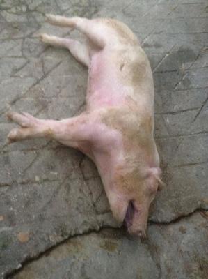猪脑膜炎怎么治疗