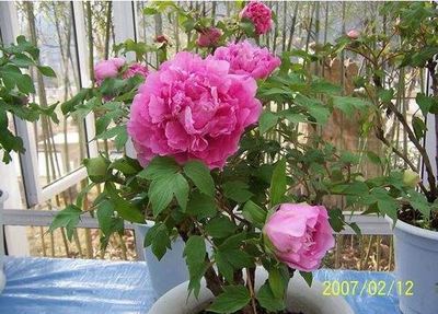 牡丹花在家里养好不好